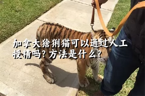 加拿大猞猁猫可以通过人工授精吗？方法是什么？