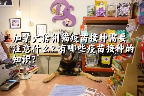 加拿大猞猁猫疫苗接种需要注意什么？有哪些疫苗接种的知识？