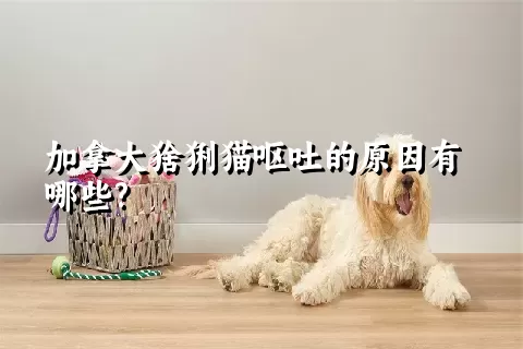 加拿大猞猁猫呕吐的原因有哪些?