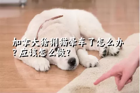 加拿大猞猁猫晕车了怎么办？应该怎么做？