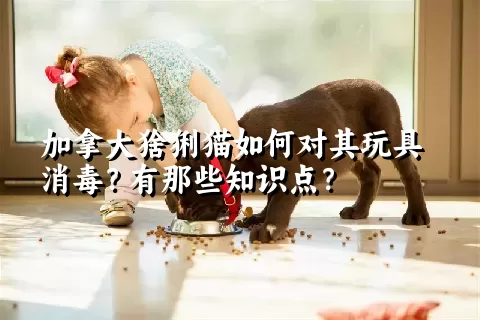 加拿大猞猁猫如何对其玩具消毒？有那些知识点？