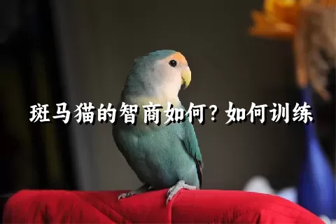 斑马猫的智商如何？如何训练