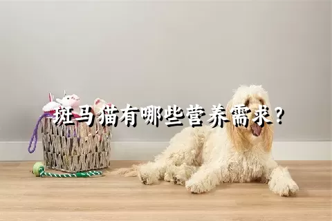 斑马猫有哪些营养需求？