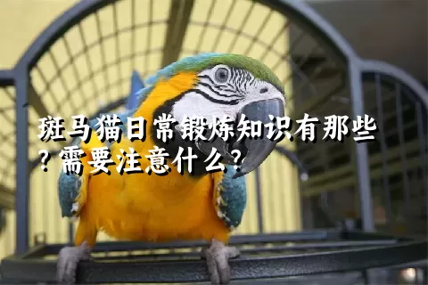 斑马猫日常锻炼知识有那些？需要注意什么？