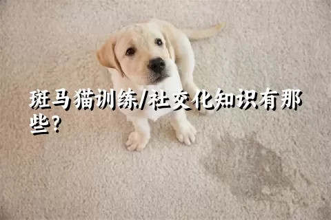 斑马猫训练/社交化知识有那些？ 