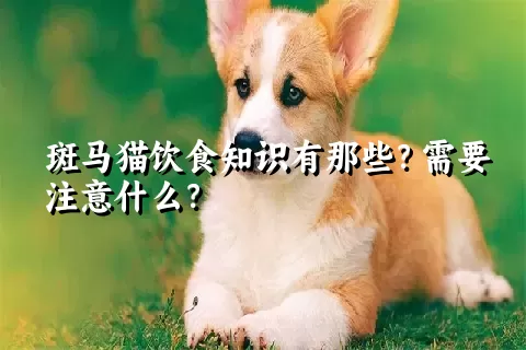 斑马猫饮食知识有那些？需要注意什么？