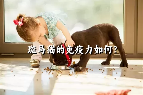 斑马猫的免疫力如何？