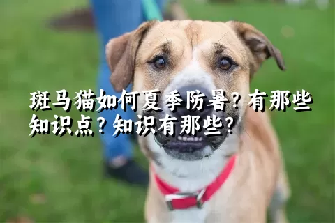 斑马猫如何夏季防暑？有那些知识点？知识有那些？