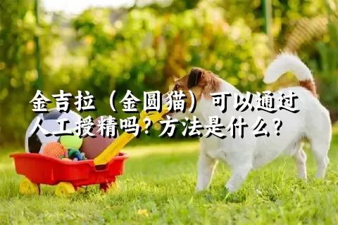 金吉拉（金圆猫）可以通过人工授精吗？方法是什么？