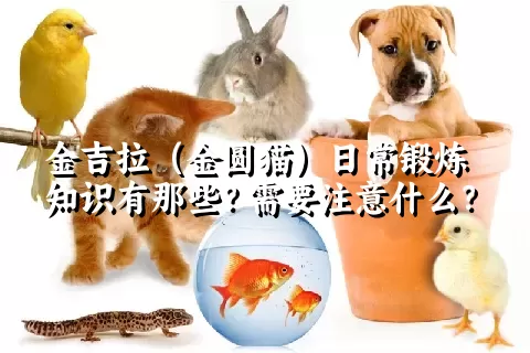 金吉拉（金圆猫）日常锻炼知识有那些？需要注意什么？