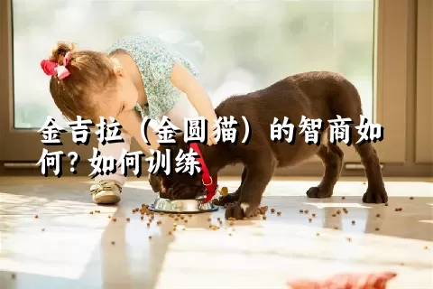 金吉拉（金圆猫）的智商如何？如何训练