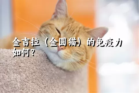 金吉拉（金圆猫）的免疫力如何？