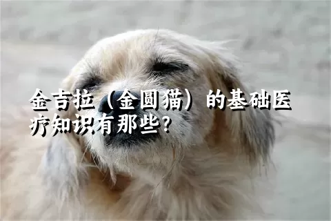 金吉拉（金圆猫）的基础医疗知识有那些？