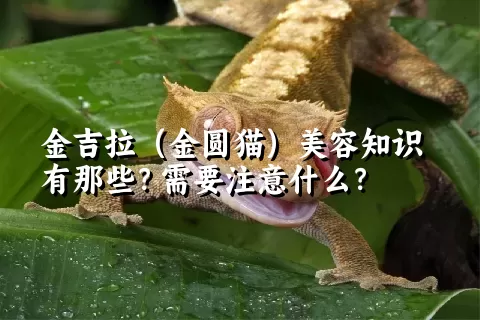 金吉拉（金圆猫）美容知识有那些？需要注意什么？