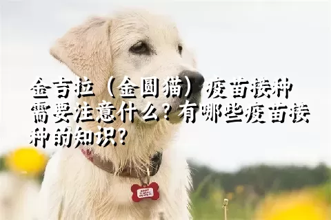 金吉拉（金圆猫）疫苗接种需要注意什么？有哪些疫苗接种的知识？