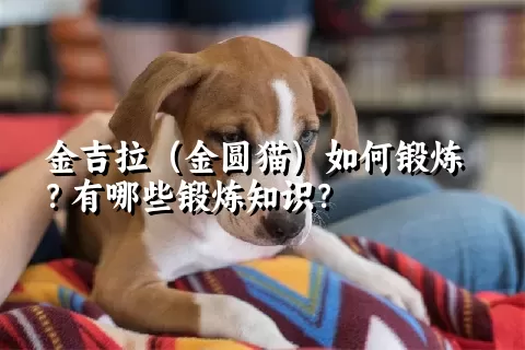 金吉拉（金圆猫）如何锻炼？有哪些锻炼知识？