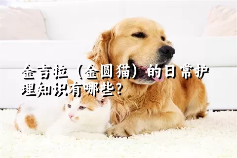 金吉拉（金圆猫）的日常护理知识有哪些？