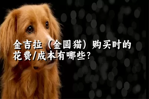 金吉拉（金圆猫）购买时的花费/成本有哪些？