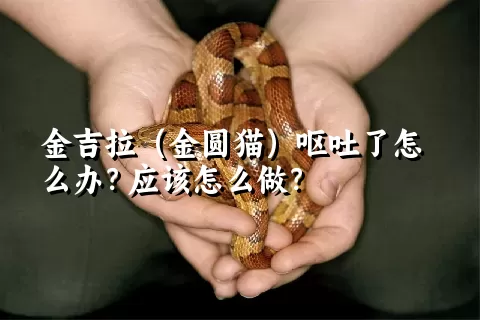 金吉拉（金圆猫）呕吐了怎么办？应该怎么做？