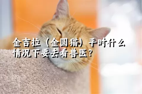 金吉拉（金圆猫）平时什么情况下要去看兽医？ 