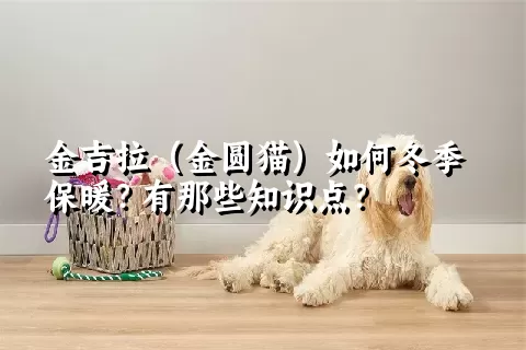 金吉拉（金圆猫）如何冬季保暖？有那些知识点？