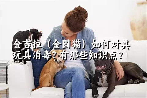 金吉拉（金圆猫）如何对其玩具消毒？有那些知识点？