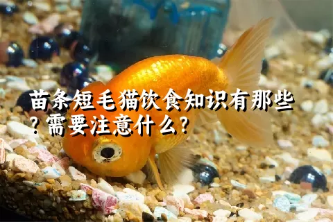 苗条短毛猫饮食知识有那些？需要注意什么？