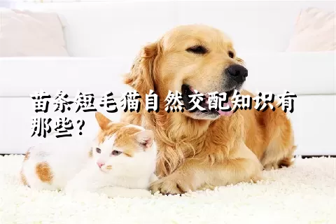 苗条短毛猫自然交配知识有那些？