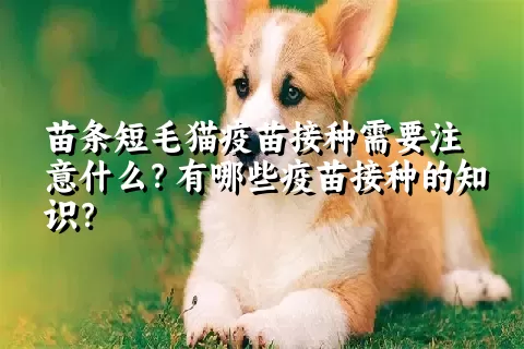 苗条短毛猫疫苗接种需要注意什么？有哪些疫苗接种的知识？