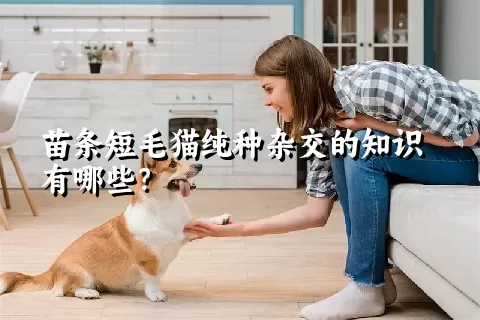 苗条短毛猫纯种杂交的知识有哪些？ 