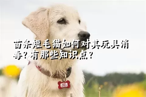 苗条短毛猫如何对其玩具消毒？有那些知识点？