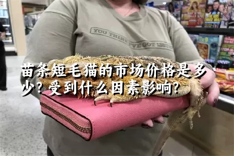 苗条短毛猫的市场价格是多少？受到什么因素影响？