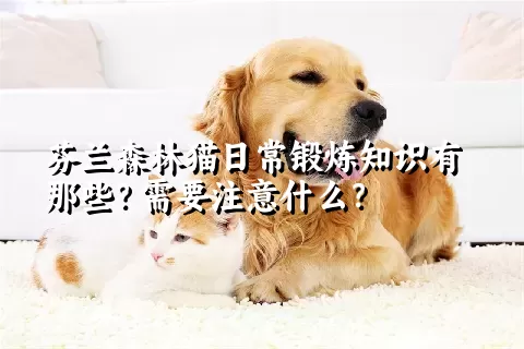 芬兰森林猫日常锻炼知识有那些？需要注意什么？