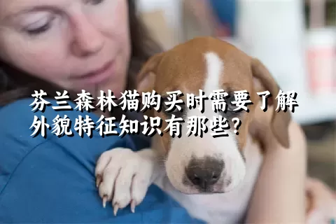 芬兰森林猫购买时需要了解外貌特征知识有那些？  