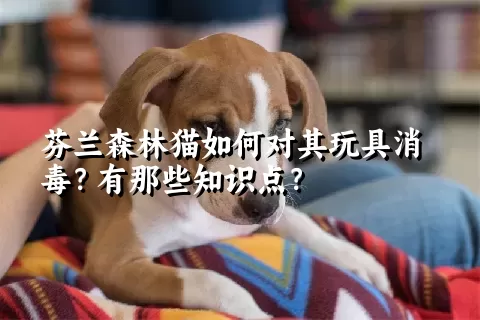 芬兰森林猫如何对其玩具消毒？有那些知识点？