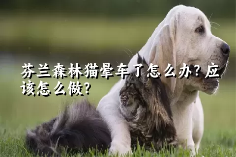 芬兰森林猫晕车了怎么办？应该怎么做？