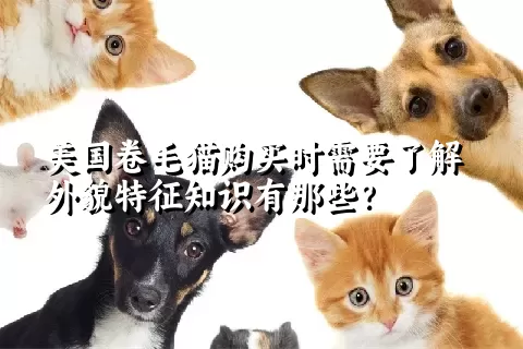 美国卷毛猫购买时需要了解外貌特征知识有那些？  