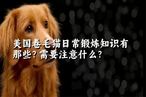 美国卷毛猫日常锻炼知识有那些？需要注意什么？