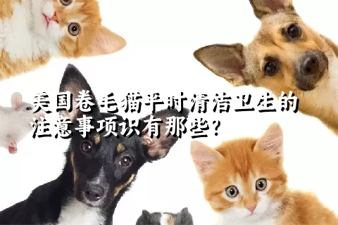 美国卷毛猫平时清洁卫生的注意事项识有那些？ 