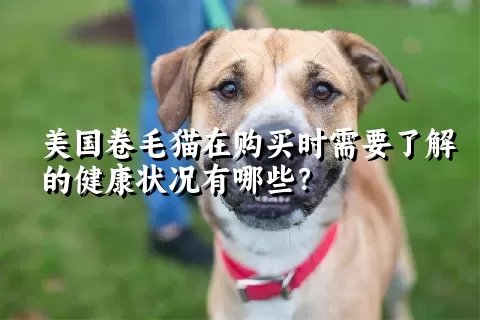 美国卷毛猫在购买时需要了解的健康状况有哪些？