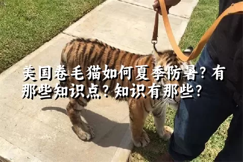 美国卷毛猫如何夏季防暑？有那些知识点？知识有那些？