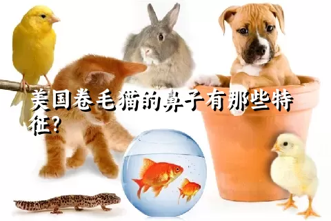 美国卷毛猫的鼻子有那些特征？