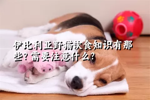 伊比利亚野猫饮食知识有那些？需要注意什么？