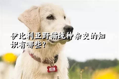 伊比利亚野猫纯种杂交的知识有哪些？ 