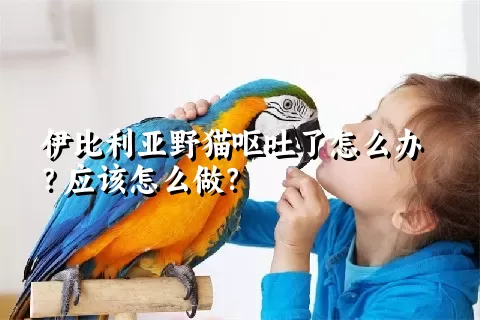 伊比利亚野猫呕吐了怎么办？应该怎么做？