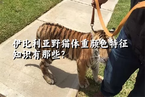 伊比利亚野猫体重颜色特征知识有那些？