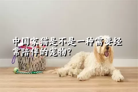 中国家猫是不是一种需要经常陪伴的宠物？