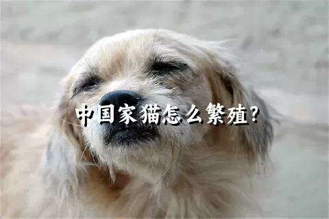 中国家猫怎么繁殖？