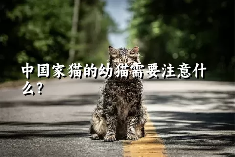 中国家猫的幼猫需要注意什么？