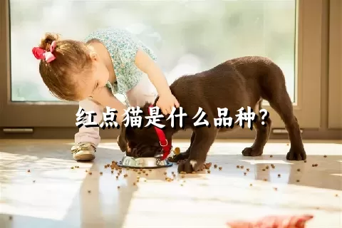 红点猫是什么品种？